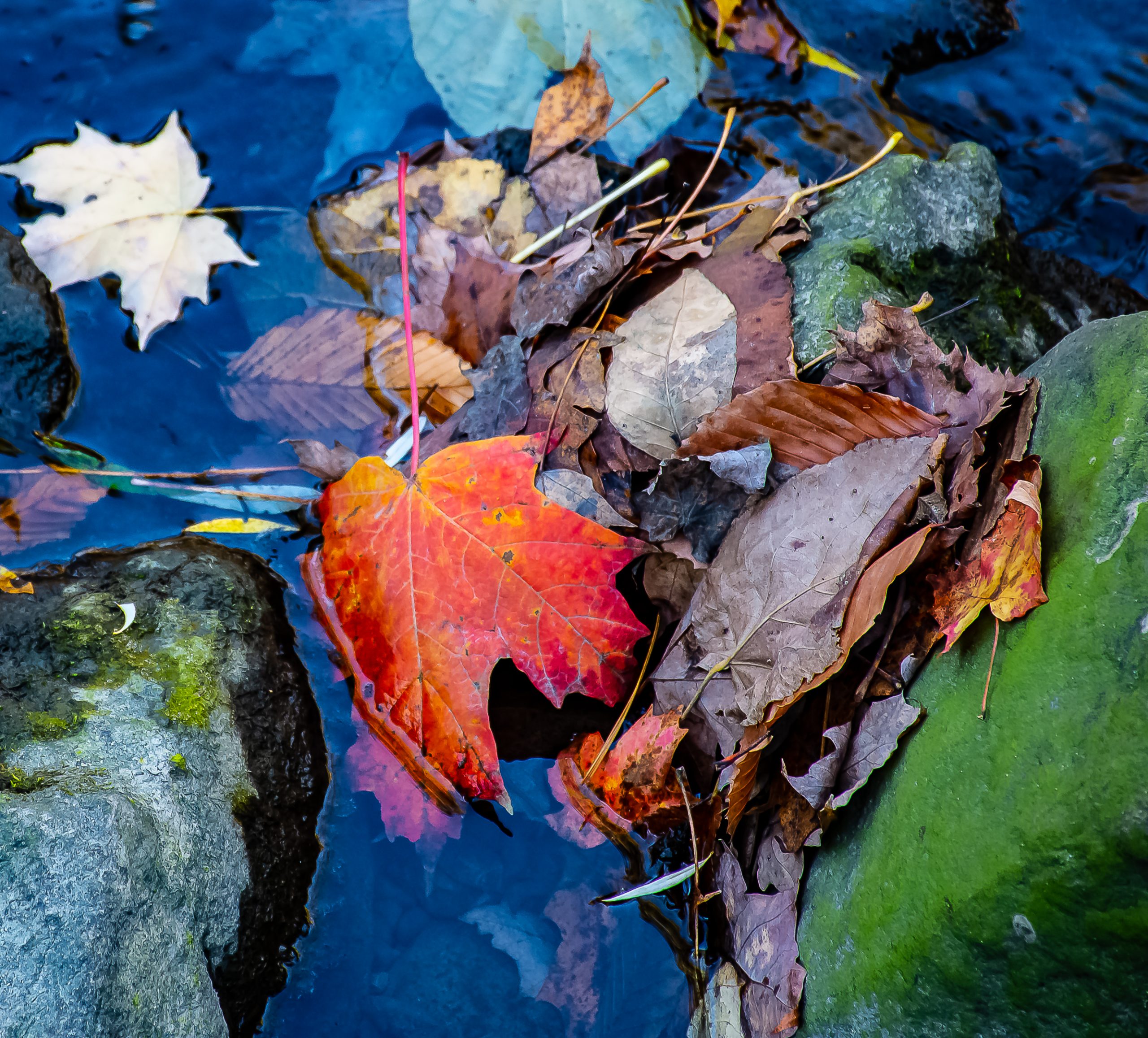     Ian Darragh, Fall leaves in Wilket Creek, 2018

