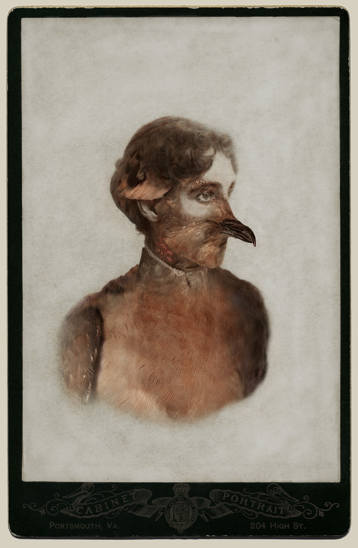     Sara Angelucci, Female Passenger Pigeon/extinct,  26” x 38&#8243;, Aviary Series, chromogenic prints, 2013.

