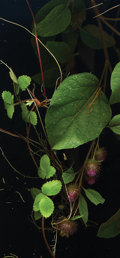 Sara Angelucci, SEPTEMBER 21 (Burdock, Wild Strawberries), (detail), from the series Nocturnal Botanical Ontario, 2020. Courtesy of the artist, Stephen Bulger Gallery, and Patrick Mikhail Gallery