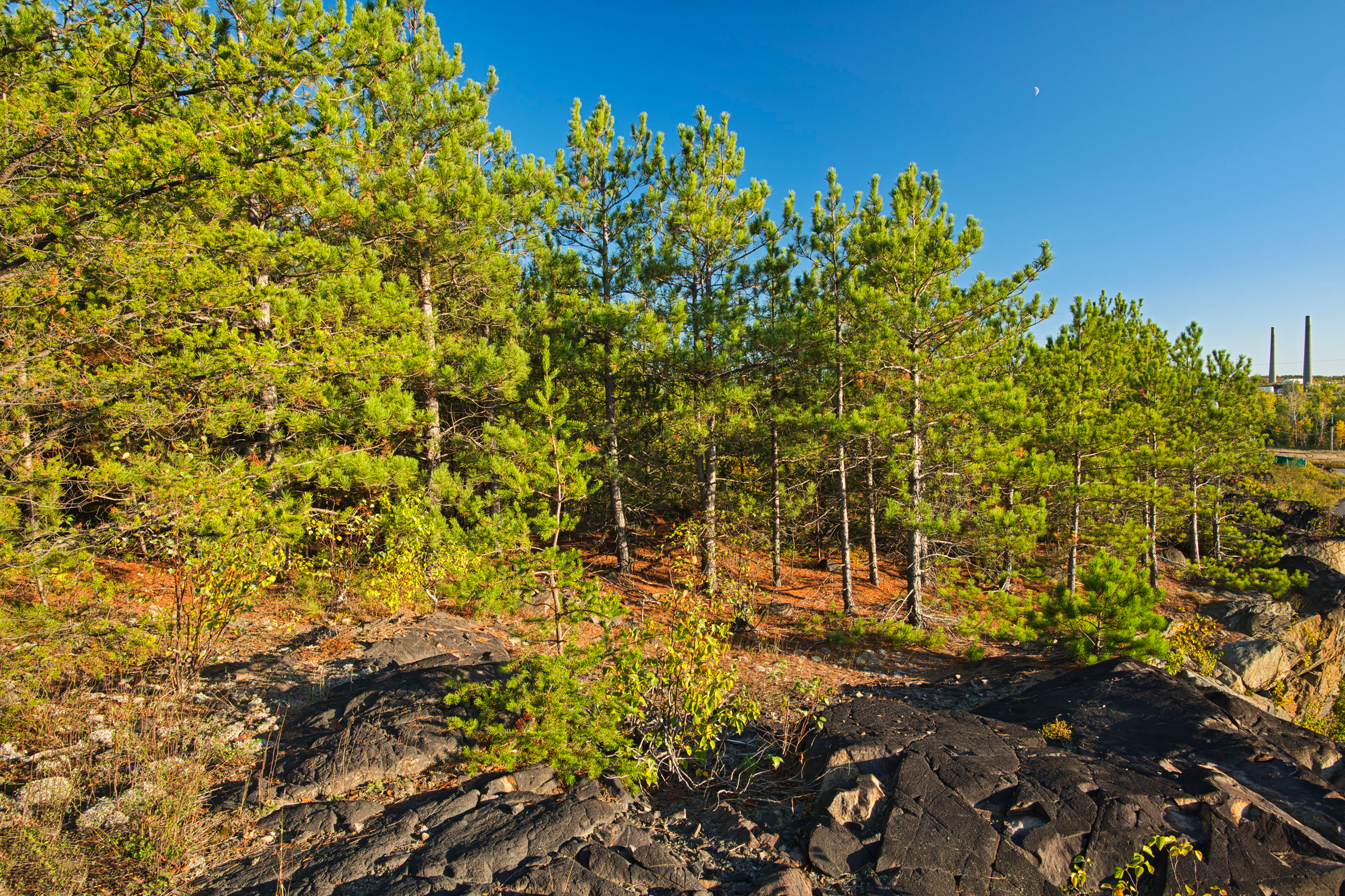     ©  Mike Grandmaison, Pine Trees on the Jane Goodall Interpretive Trail, 2019, Sudbury, Ontario

