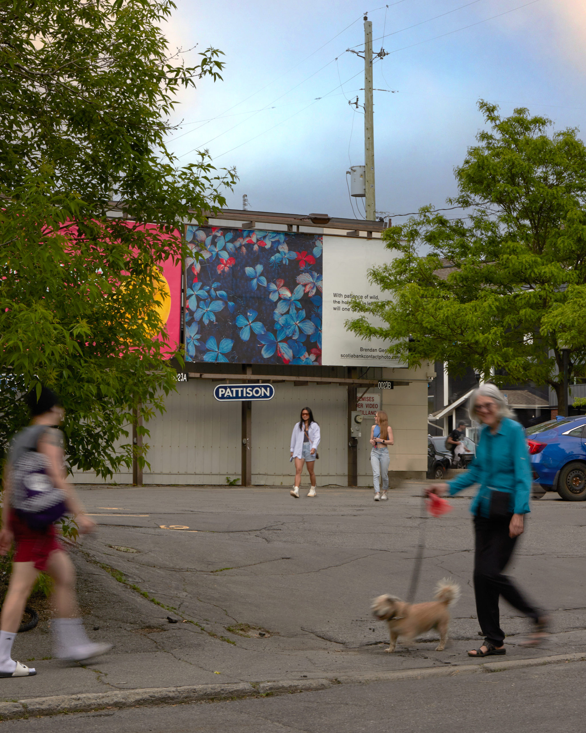     Brendan George Ko, The Forest is Wired for Wisdom, installation on billboards in Ottawa and 9 other Canadian cities, 2022. Courtesy of the artist and CONTACT. Photo: Kaya Comeau

