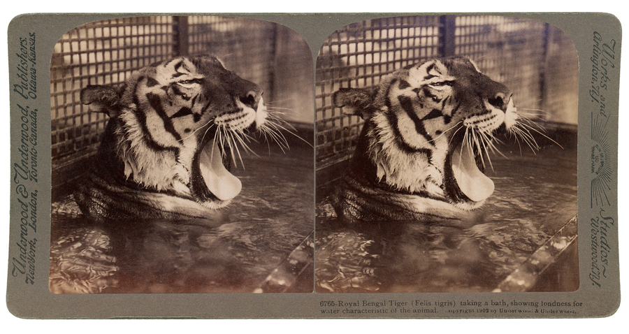 Unidentified photographer, Royal Bengal Tiger (Felis tigris) taking a bath, showing fondness for water characteristic of the animal, 1902 (toned gelatin silver prints mounted on card). Courtesy of the Ryerson Image Centre, Gift of Dr. Martin J. Bass and Gail Silverman Bass, 2014